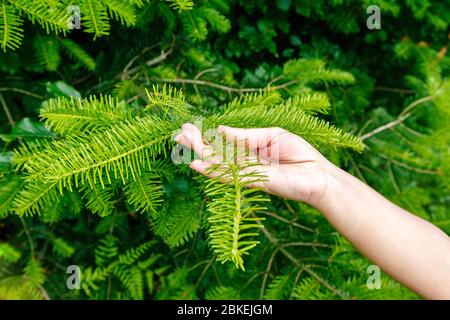 Female hand holding a branch of carpathian pine - smereka Stock Photo