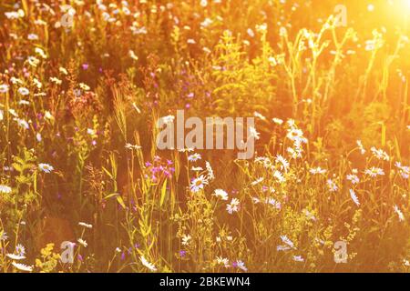 Chamomile meadow in the summer in the golden hour with glare of the sun. Stock Photo
