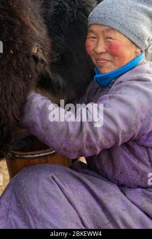 mongolian woman milking a cow Stock Photo - Alamy