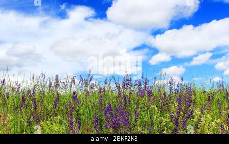 Field flowers on meadow, blue sky with some clouds in background Stock Photo