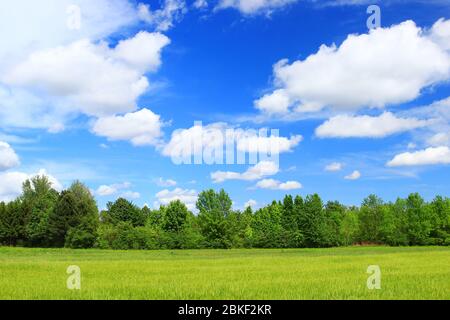 Green wheat field with blue sky Stock Photo