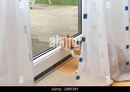 Beautiful tricolor cat looking through the window glass at something outside with open mouth. Stock Photo