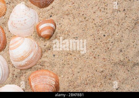 Seashells on a golden beach sand. Summer seaside travel concept. Copy space on the right. Stock Photo