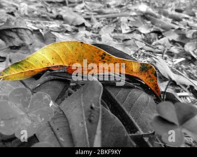 Golden Dry leaf on the ground black and white photography Stock Photo