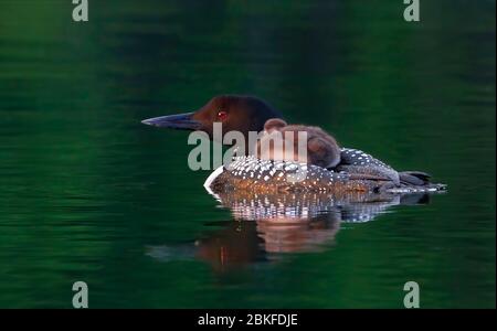 Common Loon (Gavia immer) close-up swimming with chick on her back on Buck Lake, Ont, Canada Stock Photo