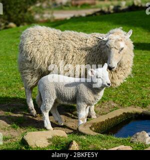 1 caring mule sheep ewe & tiny lamb in spring, standing by water trough in farm field (mother nuzzling cute offspring) - Yorkshire, England, GB, UK.