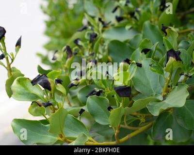 Griselinia littoralis aka Kapuka, New Zealand broadleaf or Papauma. Hedge plant. Black leaf tips probably due to frost damage. Stock Photo