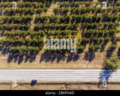 aerial top view on an asphalt highway between rows of trees in a sunny spring day Stock Photo