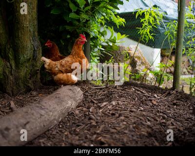 Free range chickens in chicken run Stock Photo