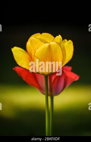 Colourful Tulips in the garden in Spring Stock Photo
