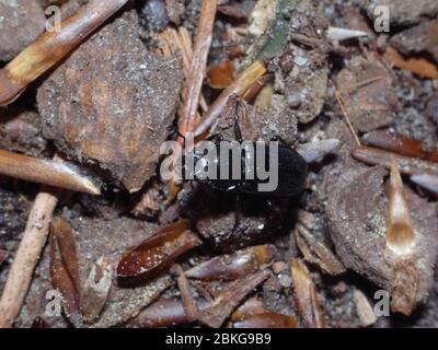 Platycerus caraboides is a species of stag beetle belonging to the family Lucanidae. Stock Photo
