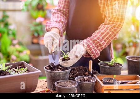 https://l450v.alamy.com/450v/2bkgbfg/gardener-planting-the-tree-and-growth-up-home-gardening-nature-and-environment-hobby-relax-and-recreation-on-spring-harvest-season-at-home-2bkgbfg.jpg