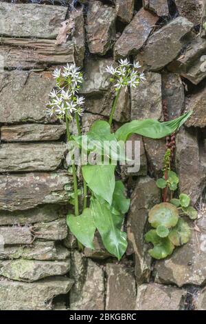 Leaves & white flowers of isolated Ramsons, Wild Garlic / Allium ursinum plant - a foraged edible wild plant. Not usually found growing in walls. Stock Photo