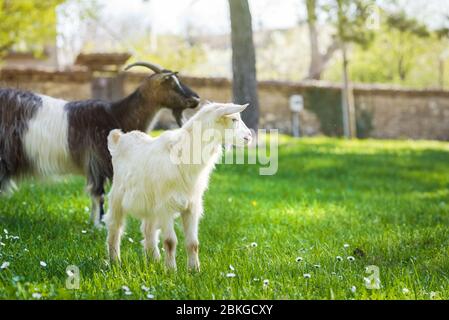 Goats on a pasture on a green meadow. Spring outdoor photo. Stock Photo