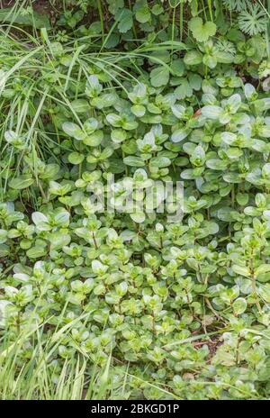 Brooklime / Veronica beccabunga leaves growing in flooded roadside drainage ditch. Foraged & survival food containing Vitamin C. Once used in cures Stock Photo