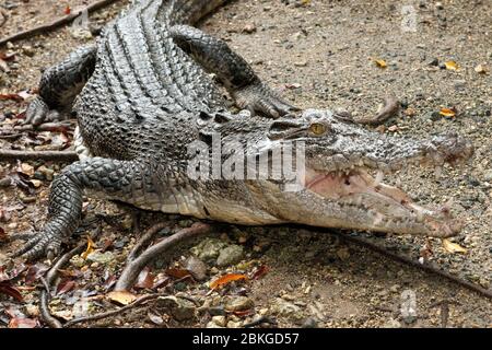 Leistenkrokodil, Salzwasserkrokodil (Crocodylus porosus) faucht und reißt Maul auf, Australien