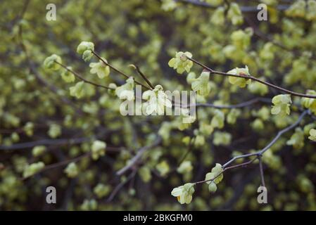 Corylopsis pauciflora  shrub in bloom Stock Photo