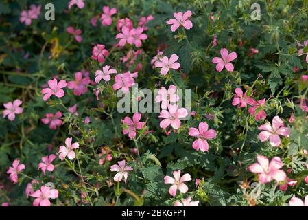 Geranium endressii pink flowers Stock Photo