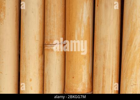 Yellow bamboo fence background. Bamboo texture with natural patterns. Wall made of babus trunks texture background for interior or exterior design. Re Stock Photo