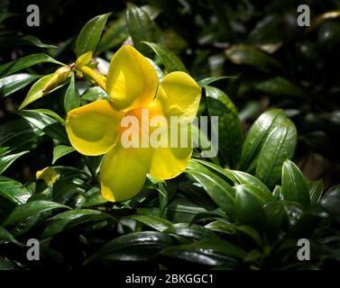 Brightly colored yellow tropical Allamanda flower in the lush vegetation in Puerto Rico Stock Photo
