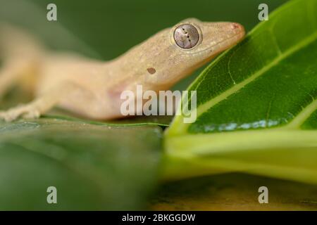 Asian or Common House Gecko Hemidactylus frenatus lies on green leaves. Hemidactylus frenatus climbs a tropical plant. Wall gecko, House lizard. Stock Photo