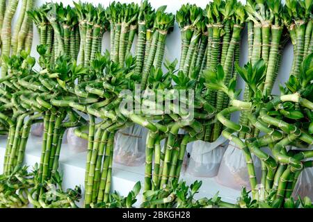 Lucky bamboo in the flower market, for sale Stock Photo