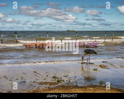Lake Victoria deserted beach near Entebbe, Uganda Stock Photo