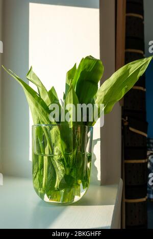 fresh wild garlic (Allium ursinum) in a glass of water on a windowsill in spring, UK wild foods Stock Photo