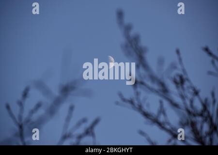 Moon appearing between trees in winter Stock Photo
