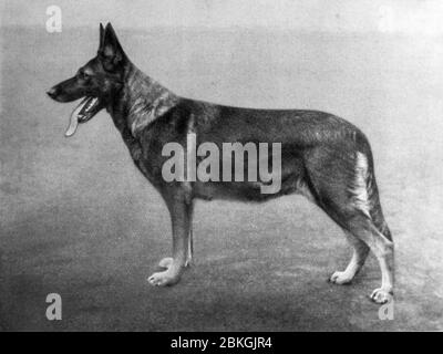 Buche vom Haus Schütting - German Shepherd Dog (Alsatian Dog), old historic black white photograph Stock Photo