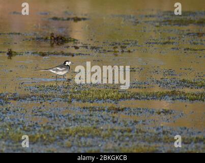 Pied wagtail stood in water Stock Photo