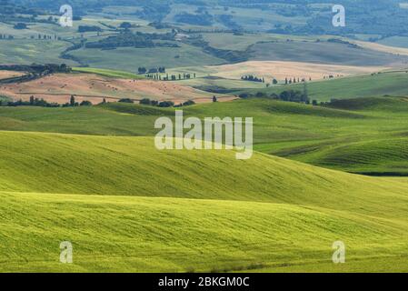 Magnificent spring rural landscape. Stunning view of tuscan green wave hills, amazing sunlight, beautiful golden fields and meadows.Tuscany, Italy Stock Photo