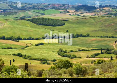 Magnificent spring rural landscape. Stunning view of tuscan green wave hills, amazing sunlight, beautiful golden fields and meadows.Tuscany, Italy Stock Photo