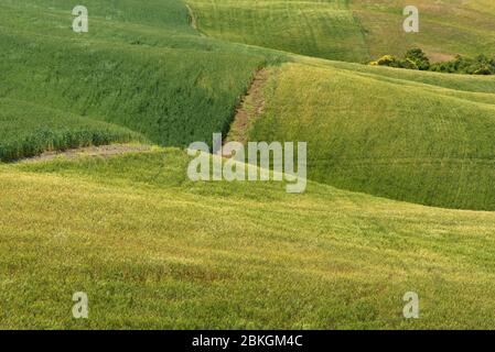 Magnificent spring rural landscape. Stunning view of tuscan green wave hills, amazing sunlight, beautiful golden fields and meadows.Tuscany, Italy Stock Photo