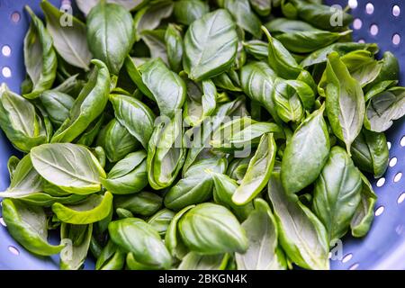 Pile of fresh basil leaves Stock Photo