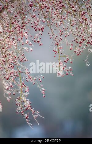 Hoar frost on hawthorn branches, Worcestershire, England, U.K. Stock Photo