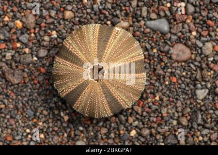 Close up of skeletons of a See urchins in shades of brown and black color. Detail of brown and black colored shells on the wet sand background. Top vi Stock Photo