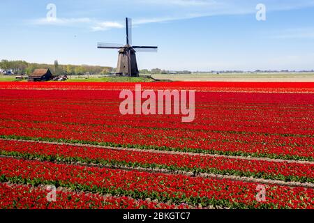 Aerial of typical Dutch landscape with old windmills with flower fields in full bloom Stock Photo
