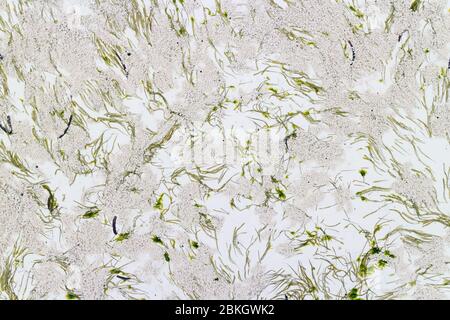 Abstract seaweed pattern on the beach sand Stock Photo