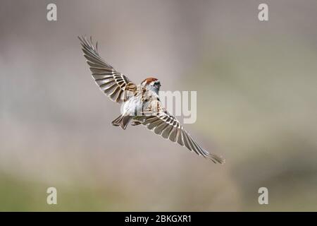 Chipping Sparrow flying Stock Photo