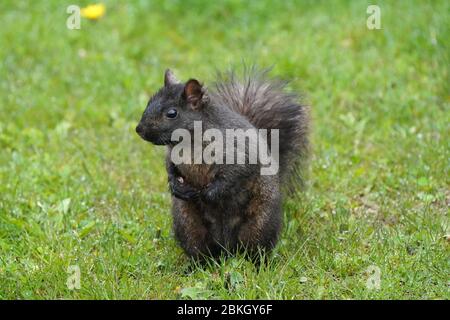 Black squirrel standing on hind legs Stock Photo