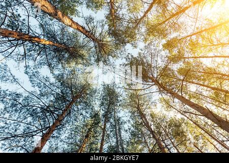 Sunrise morning coniferous evergreen nz forest warm natural landscape. Bottom to top view of beautiful cedar pine forest canopy and bright colorful Stock Photo