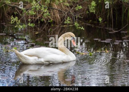 White swan swimming in a pond at Lake Weßling (Weßlinger See). Swans belong to the bird family Anatidae within the genus Cygnus. A graceful animal. Stock Photo