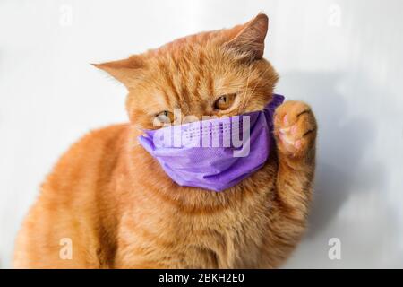 Medical mask for cat virus protected cat at home, Stock Photo