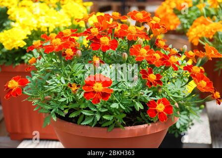 Tagetes patula french marigold in bloom, orange yellow flowers, green leaves, pot plant Stock Photo