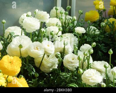 White and Yellow Rananculus flora. A blossomed flower with detailed petals shot, potted plant Stock Photo
