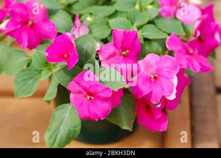 pink impatiens in potted, scientific name Impatiens walleriana flowers also called Balsam, flowerbed of blossoms in pink Stock Photo