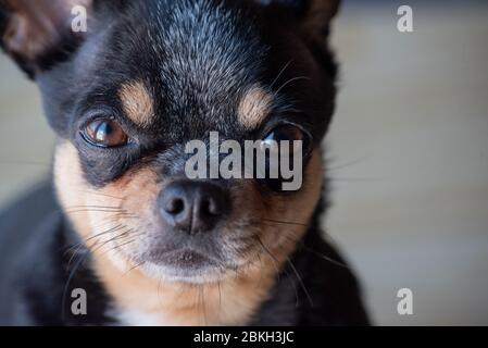 Chihuahua black, brown and white. a series of photos with a chihuahua. Beautiful chihuahua dog. Animal portrait. Stock Photo