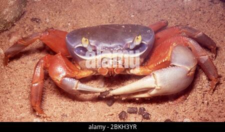 Nigerian rainbow land crab, Cardisoma armatum Stock Photo