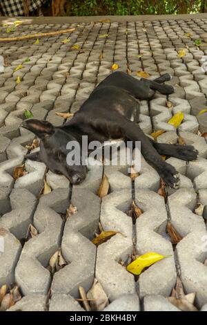 Young black dog lying on concrete grass prefabricated elements. Black puppy with outstretched legs lying on its side and sleeping peacefully. Cute pet Stock Photo